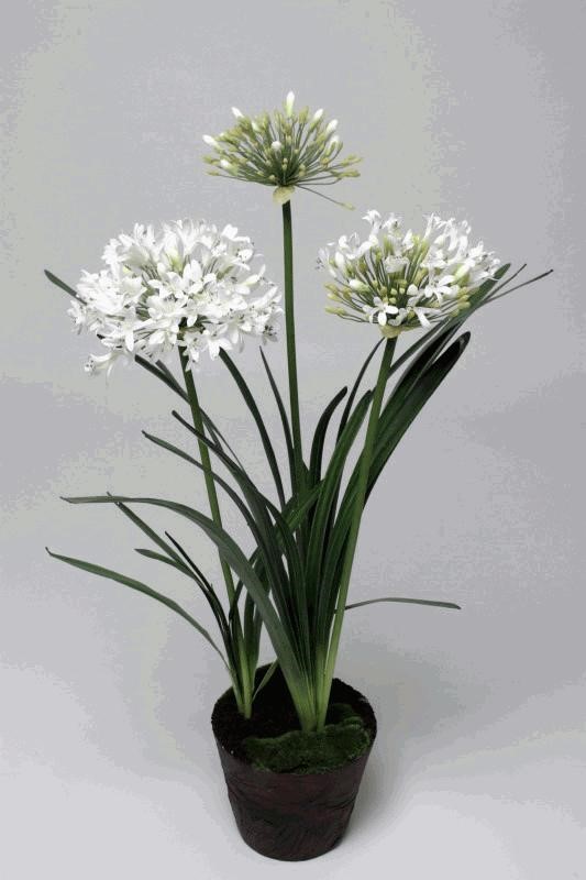 AGAPANTHUS POTTED WHITE 1M 2/10