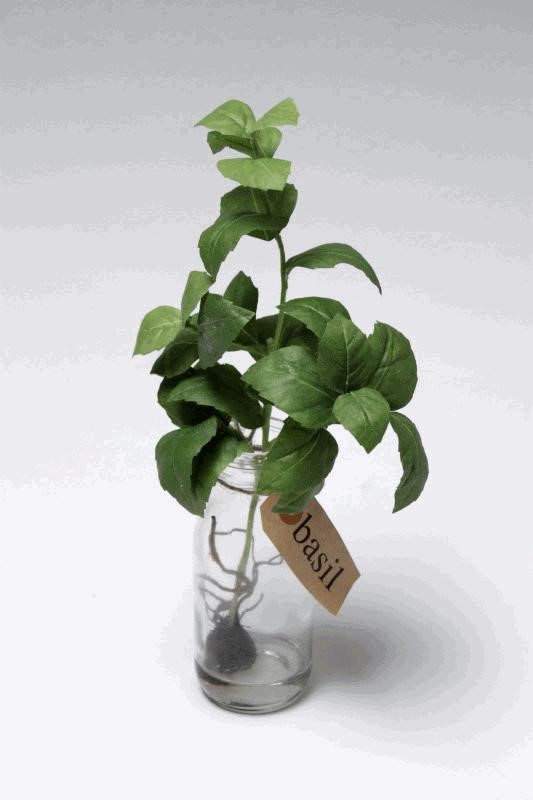 BASIL IN BOTTLE GR. 30CM 4/32