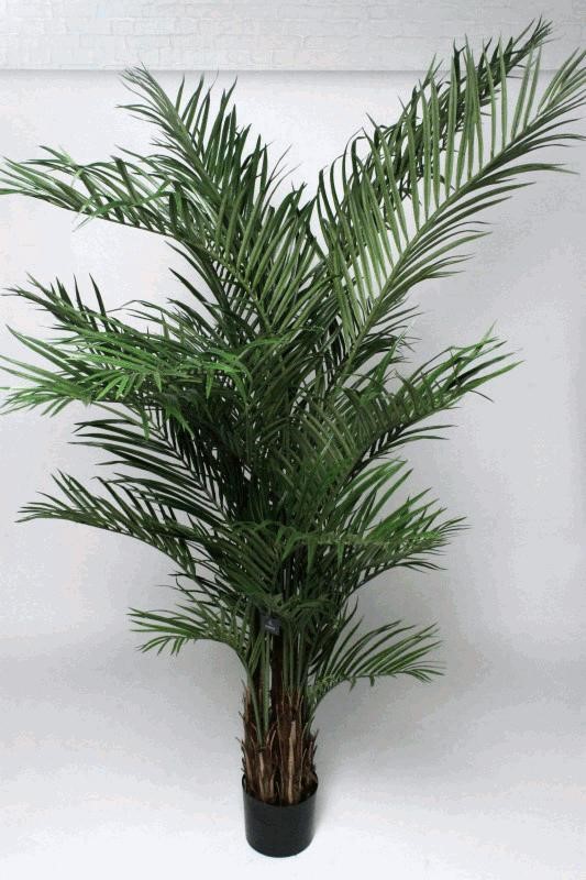 ARECA PALM W/1188LVS 240CM 1/10