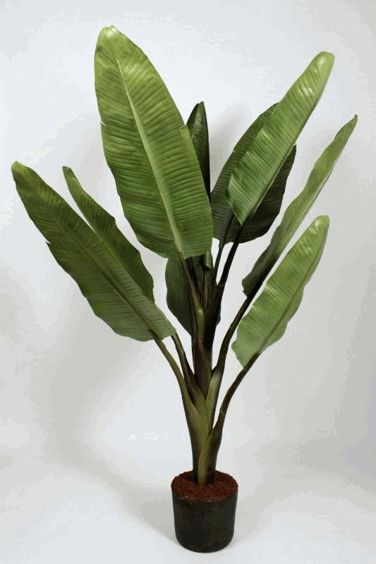 BANANA TREE GR.225CMX150CM 1/10