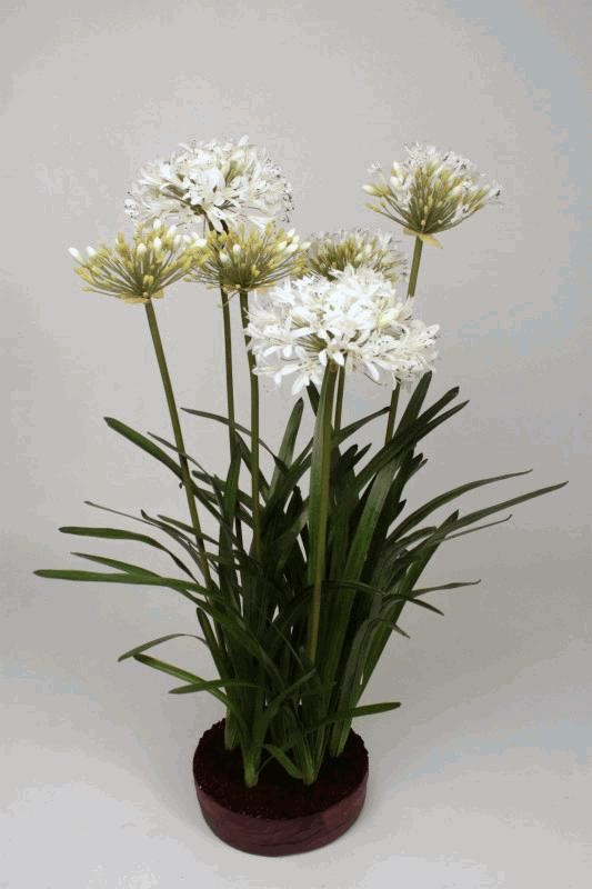 AGAPANTHUS WHITE 1.20M 1/10