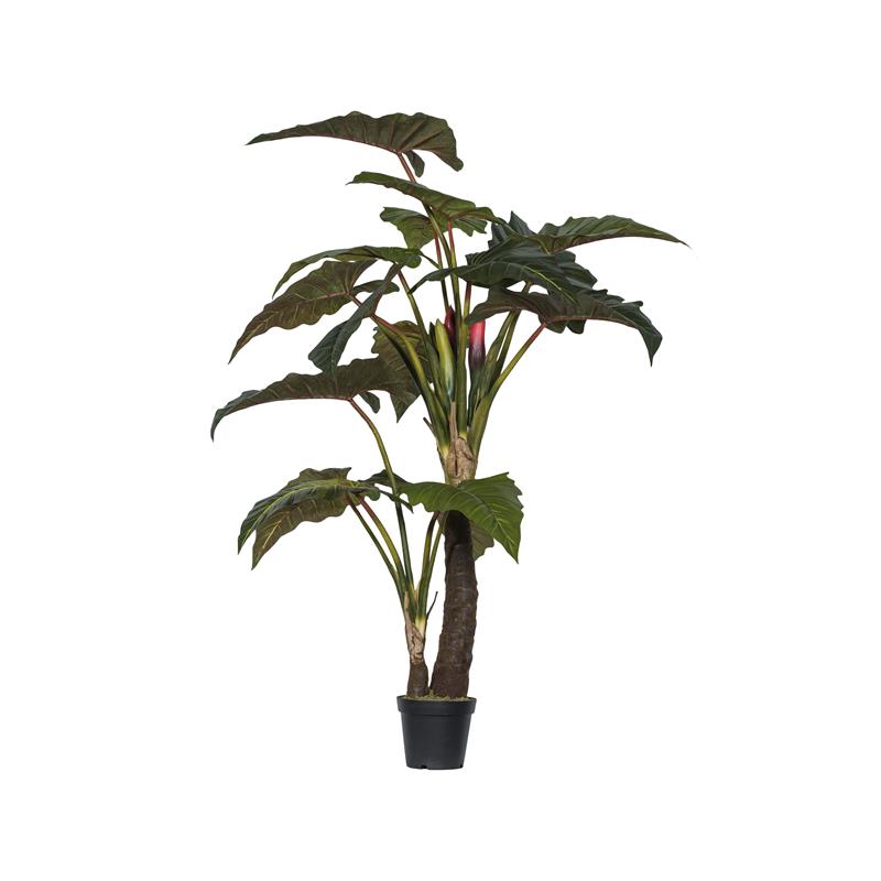 Alocasia Tree L, Green