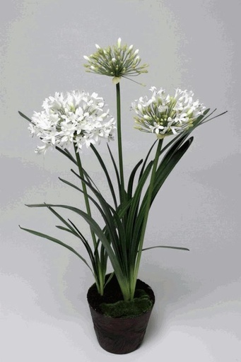 [3211C0109] AGAPANTHUS POTTED WHITE 1M 2/10